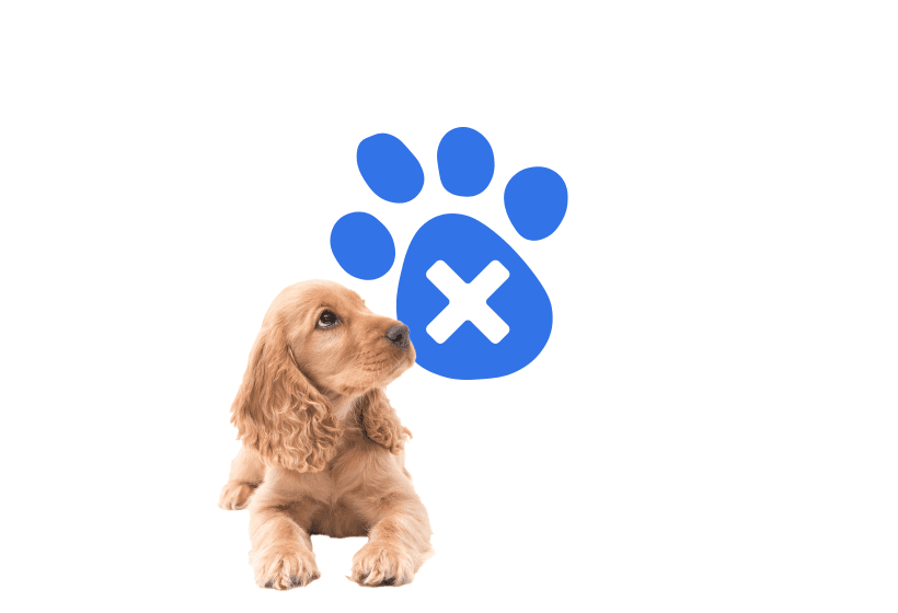 A dog waiting while the Animal Trust website is under maintenance