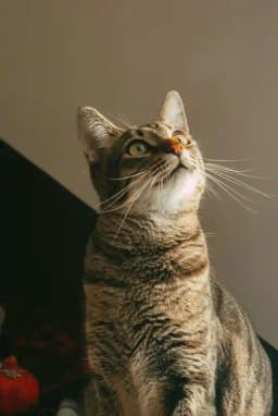 Petient 4