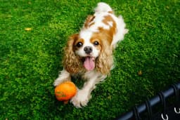 Vomiting Spaniel