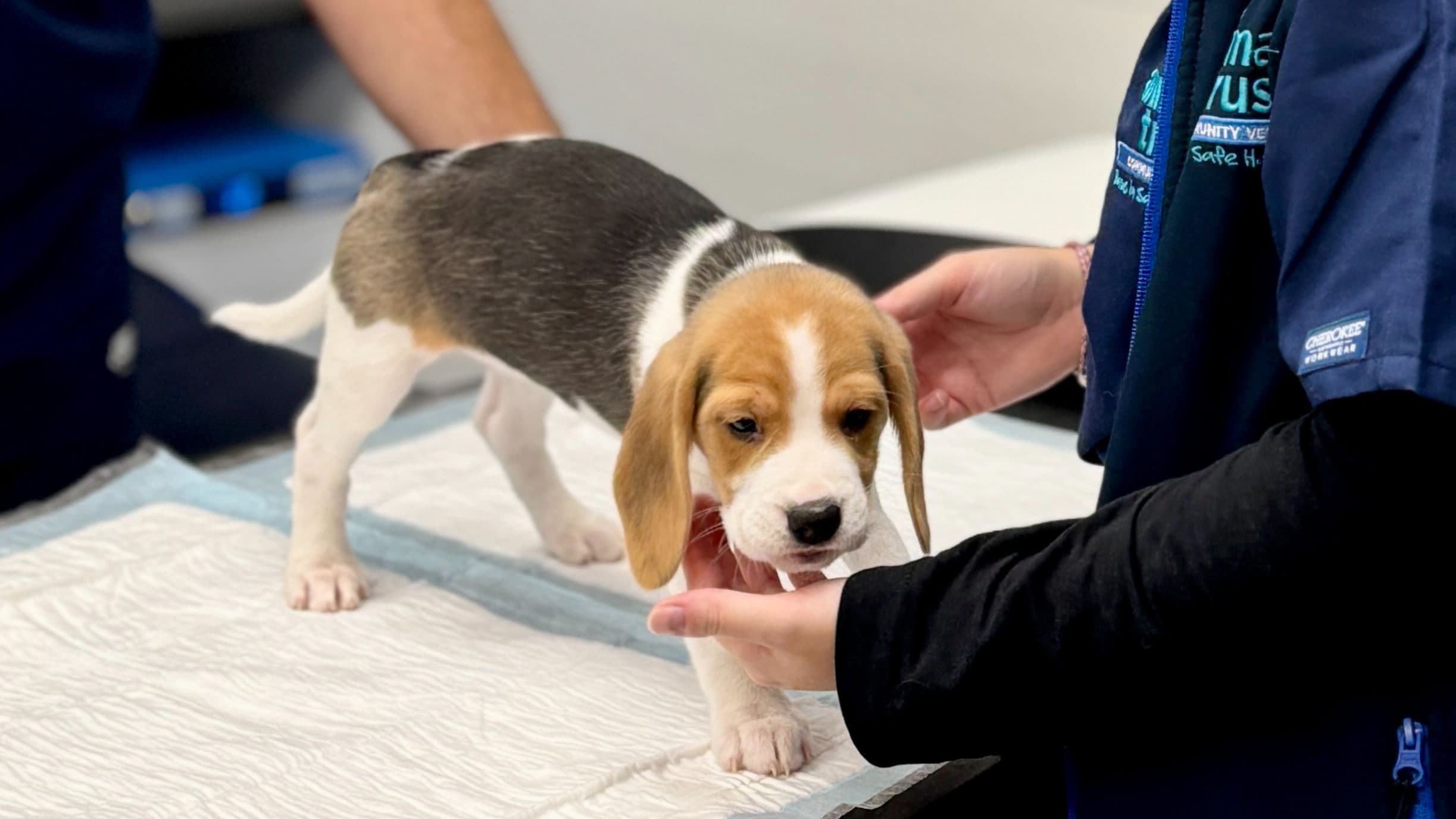 Pet insurance: is it worth it? 