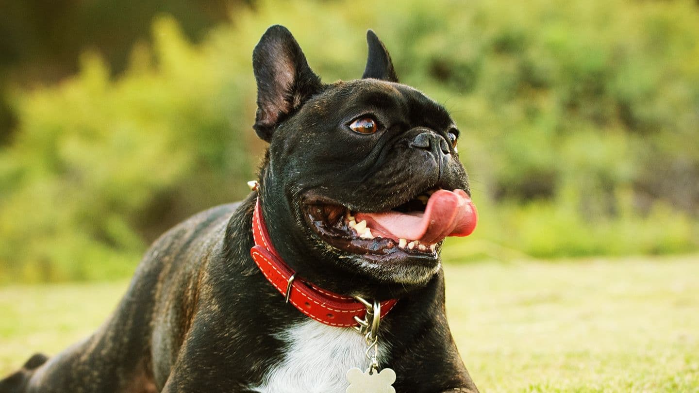 Symptom: Noisy Breathing – Why is my pet's breathing so noisy? 