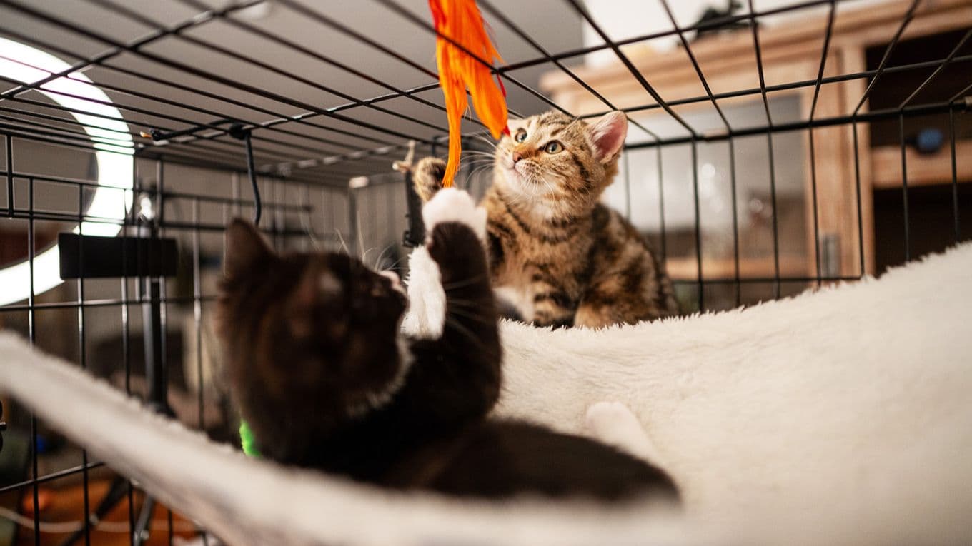 Socialisation for Your Kitten & Other Pets 