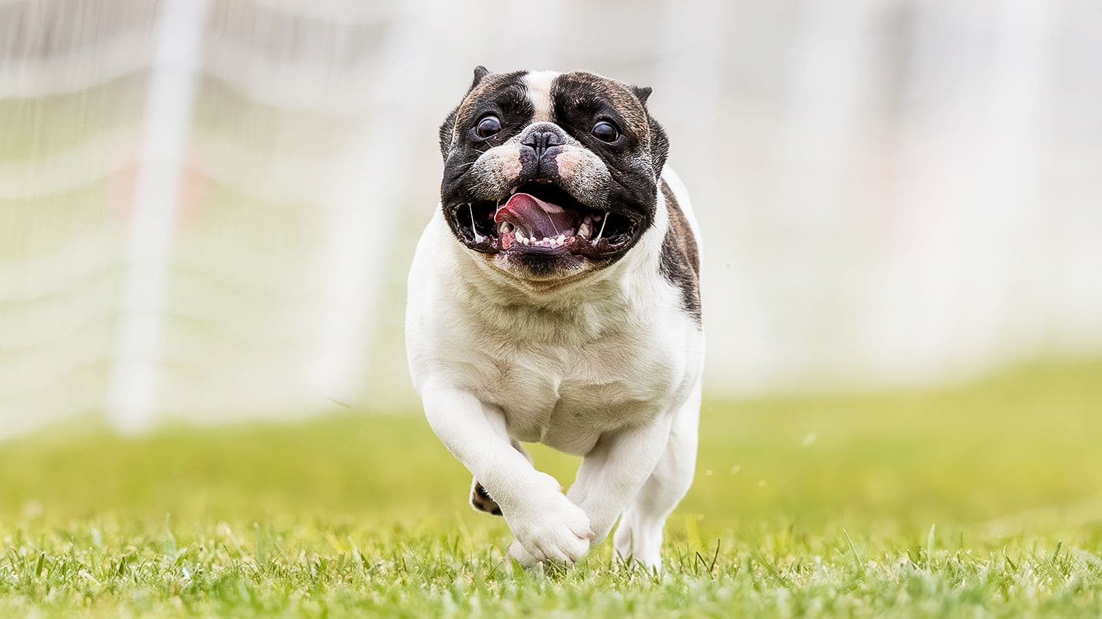 Symptom: Breathing Faster – Why is my pet breathing faster?