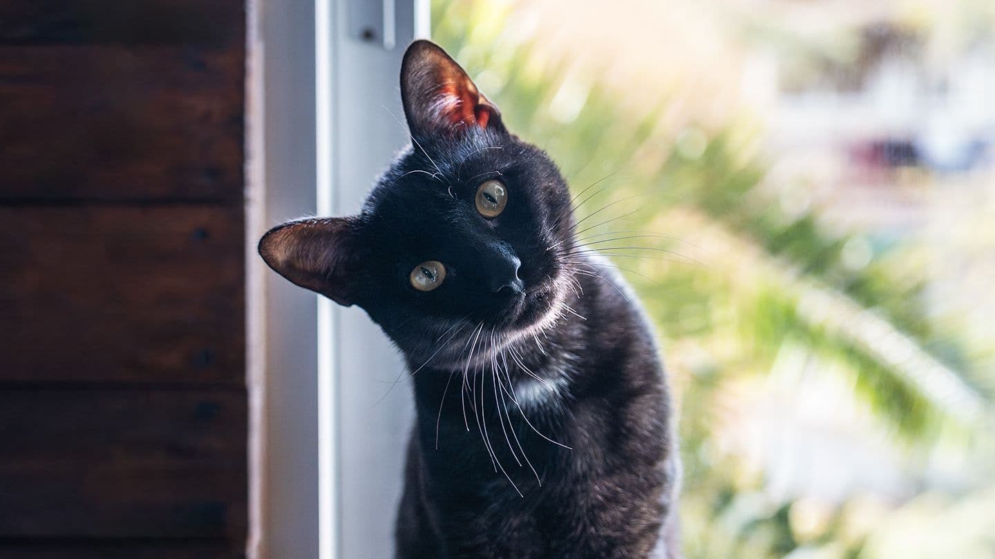 Symptom: Head Tilt – Why is my pet tilting their head?