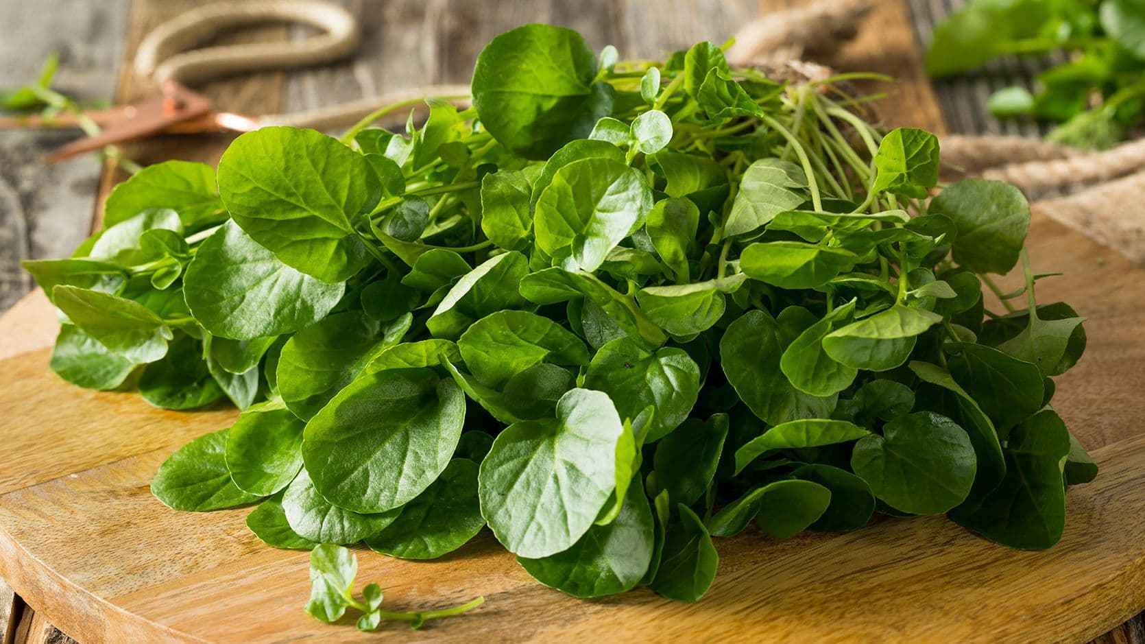 Rabbit Feeding: A Guide to Leafy Greens, Pellets and Treats