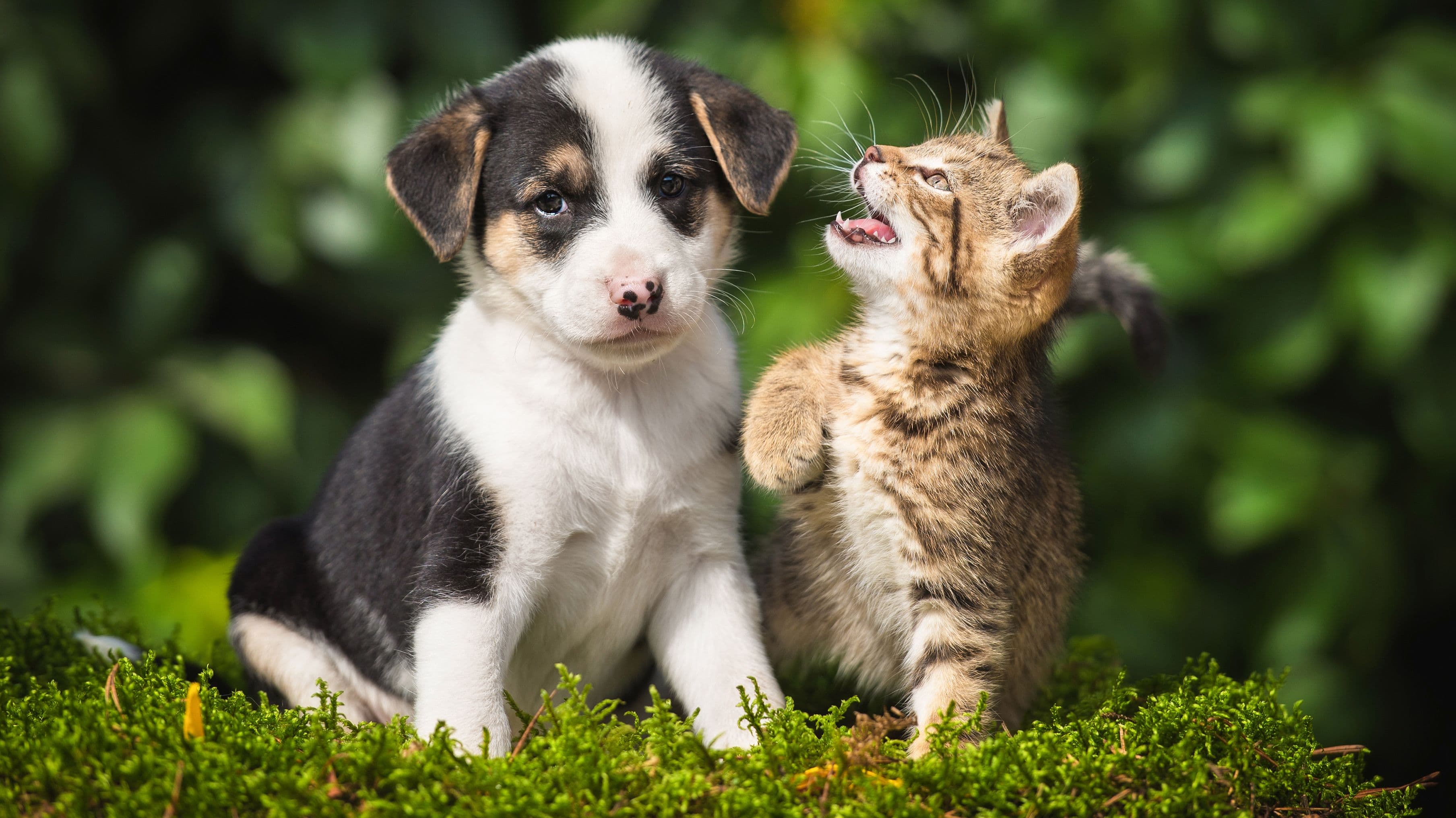 What is a lapsed vaccination?