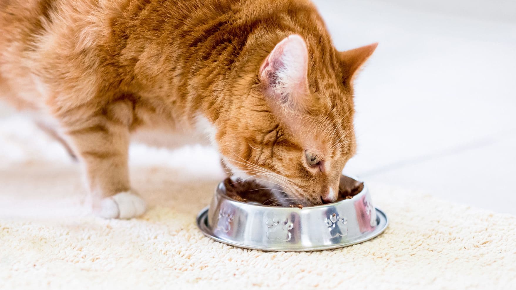 Symptom: Weight Gain – Why is my pet gaining weight? 
