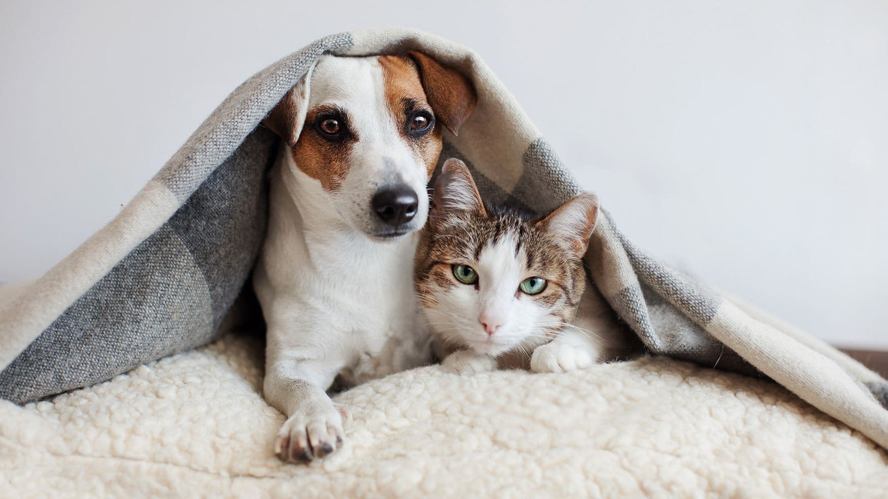 Understanding Antifreeze Poisoning - A Veterinary Emergency
