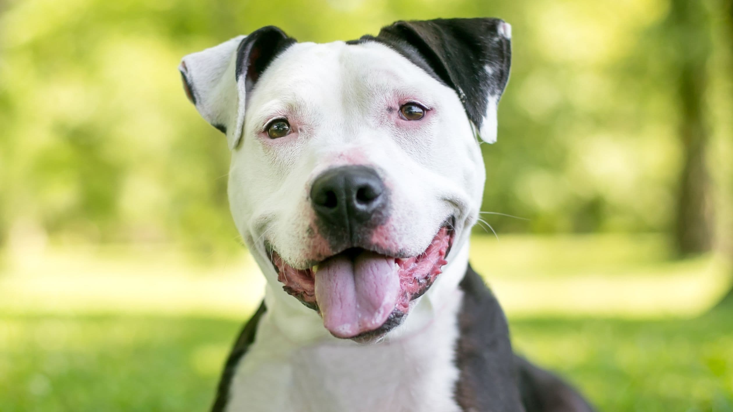Does the size of my dog affect when I should neuter? 