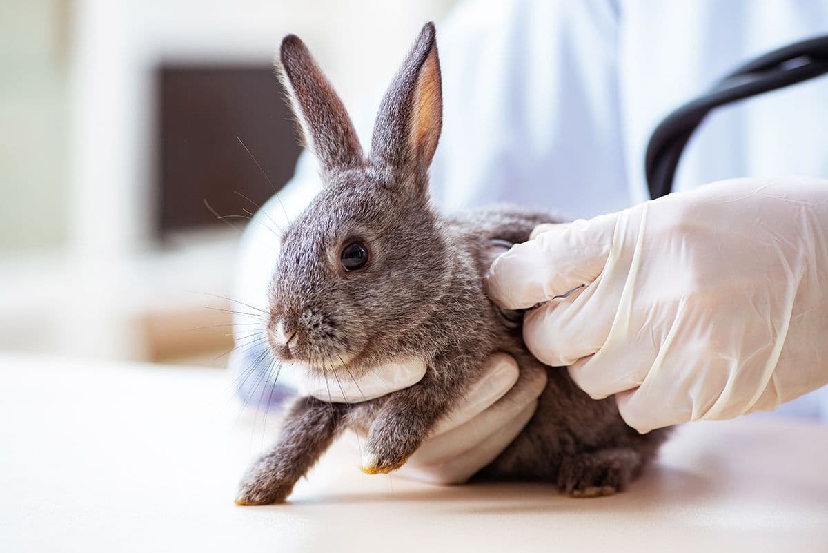 Rabbit Vaccination Guide