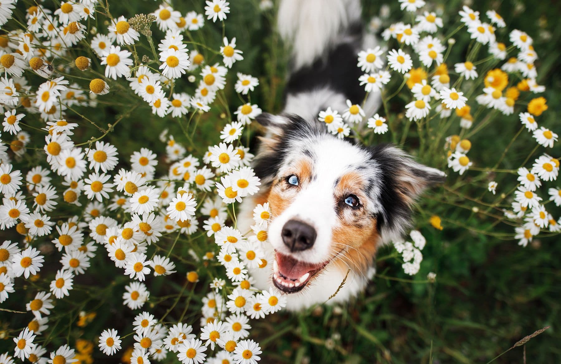 Guide to Plants That Are Toxic to Dogs