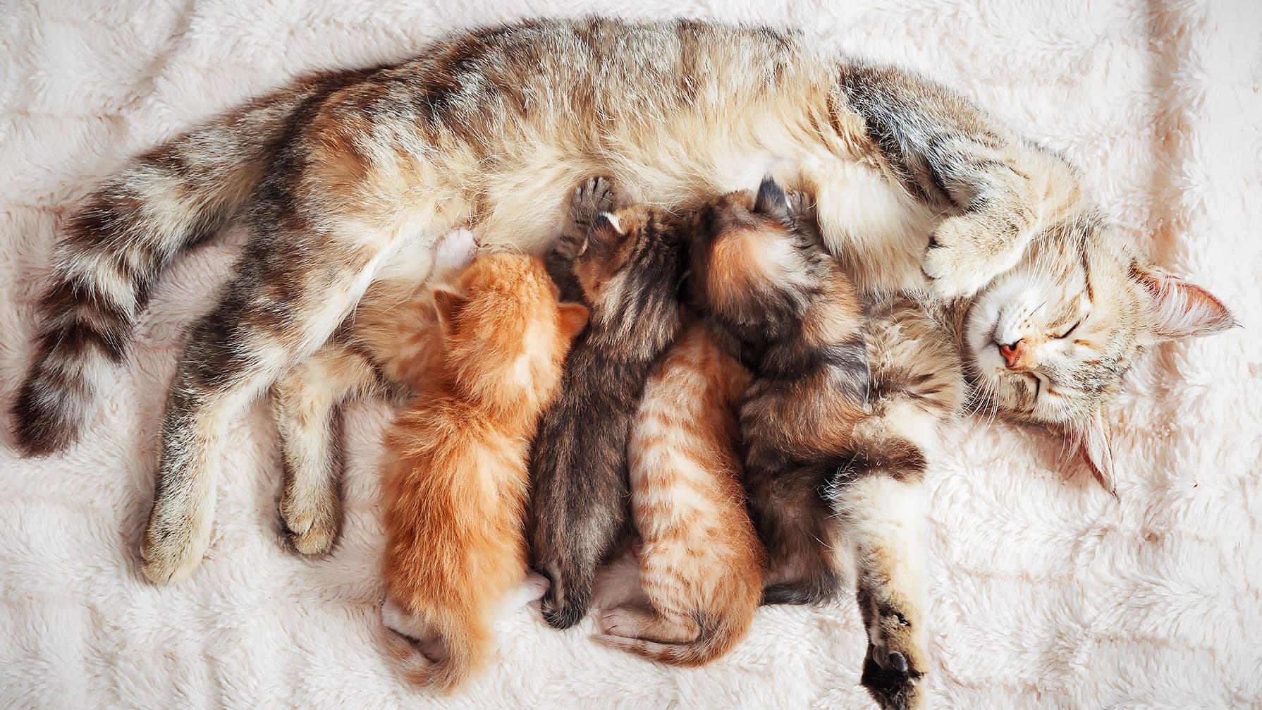 Difficult Labour in Cats and Dogs: Signs of Dystocia and Birthing Emergencies