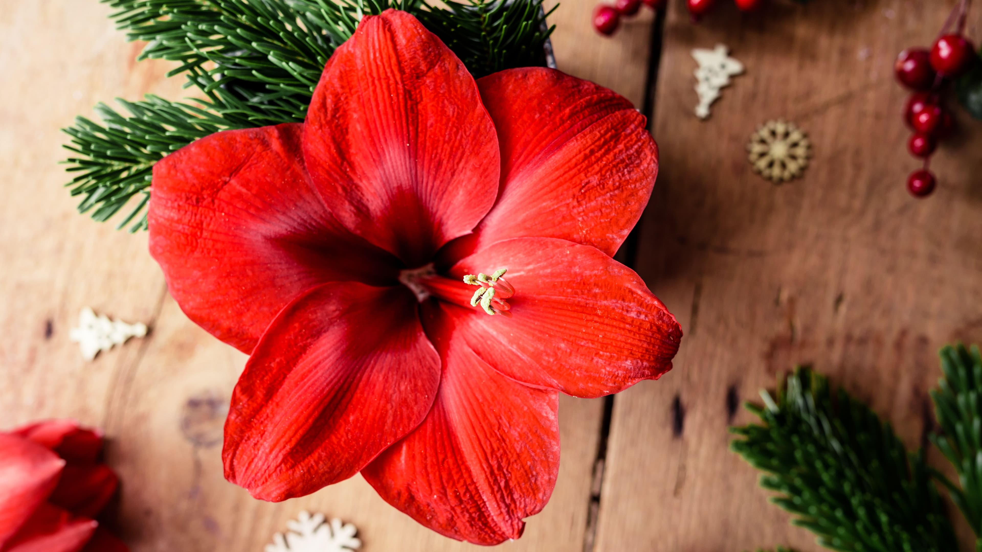 Christmas Plants Toxic to Cats