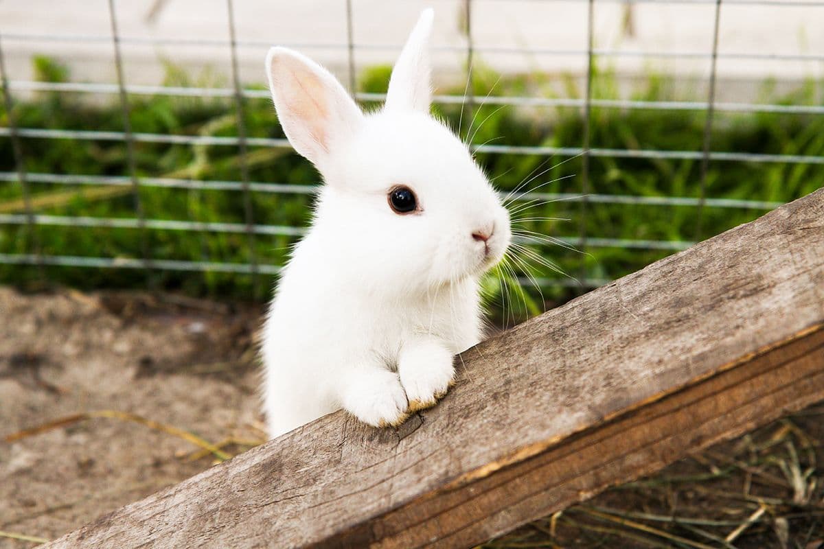 What Vaccines do Rabbits need and when?  
