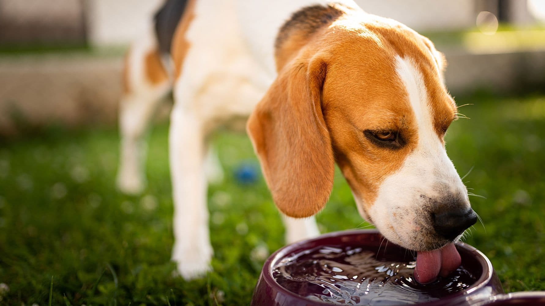 Protecting Your Dog from Heatstroke