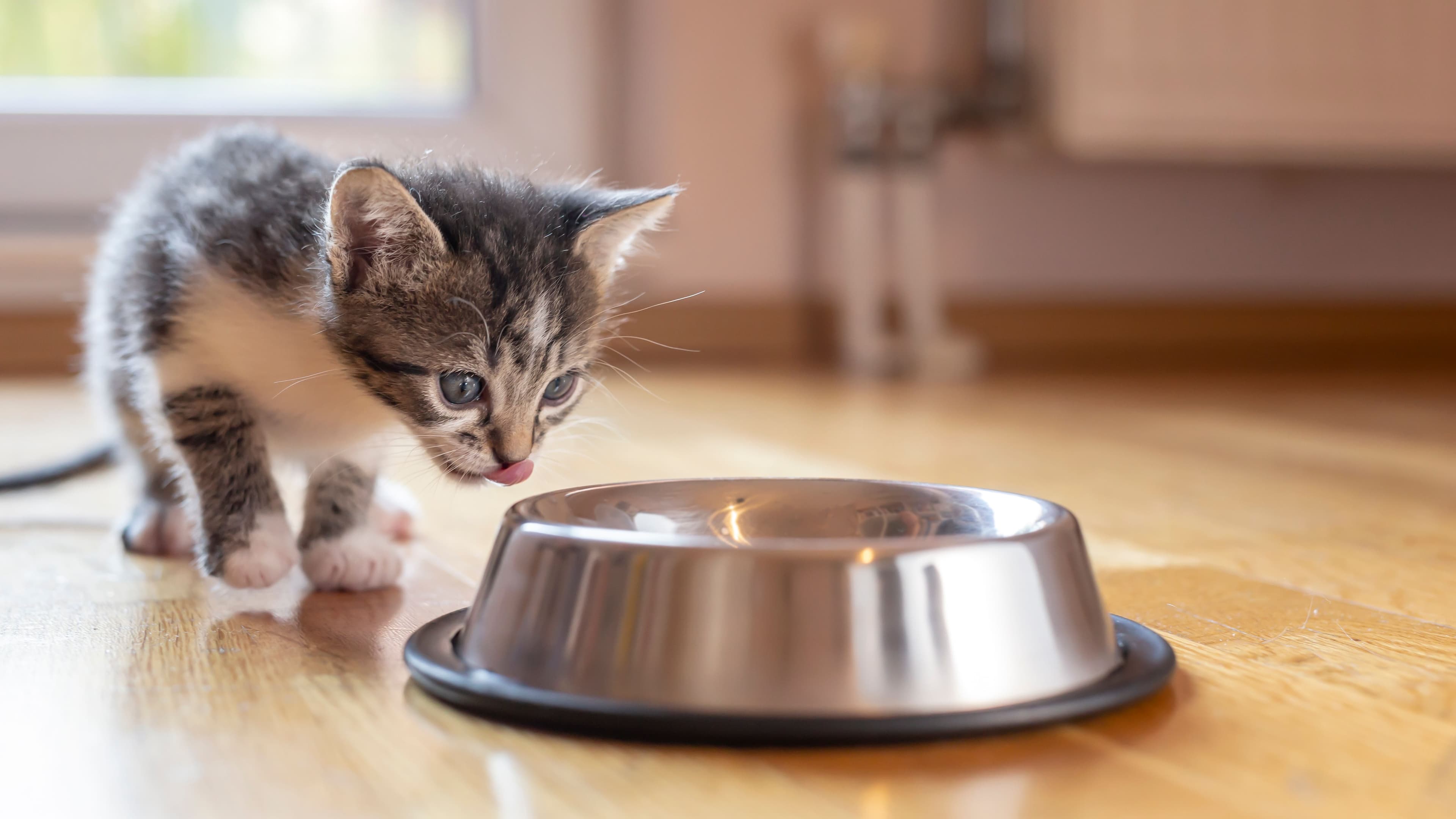 Kittens First Few Days at Home 