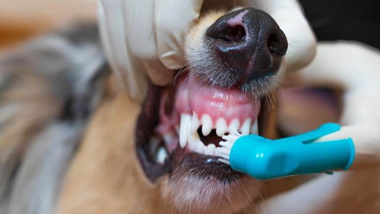 What you can do to help your pet’s dental hygiene at home