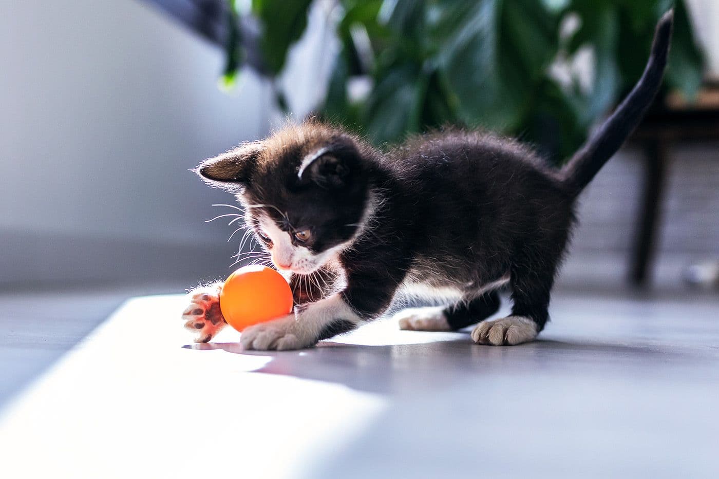 Signs Your Kitten is Settling In  