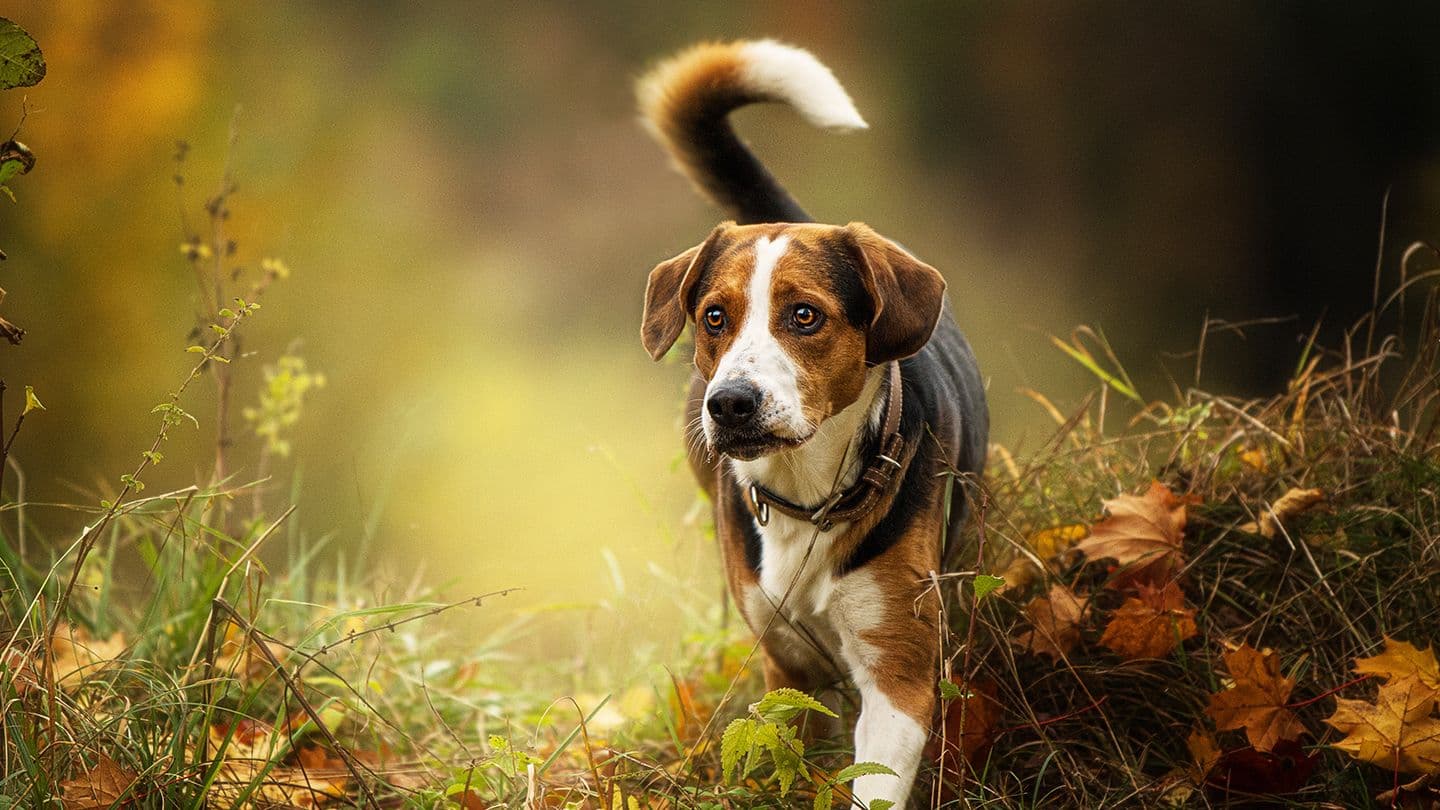 What is Seasonal Canine Illness (SCI) 