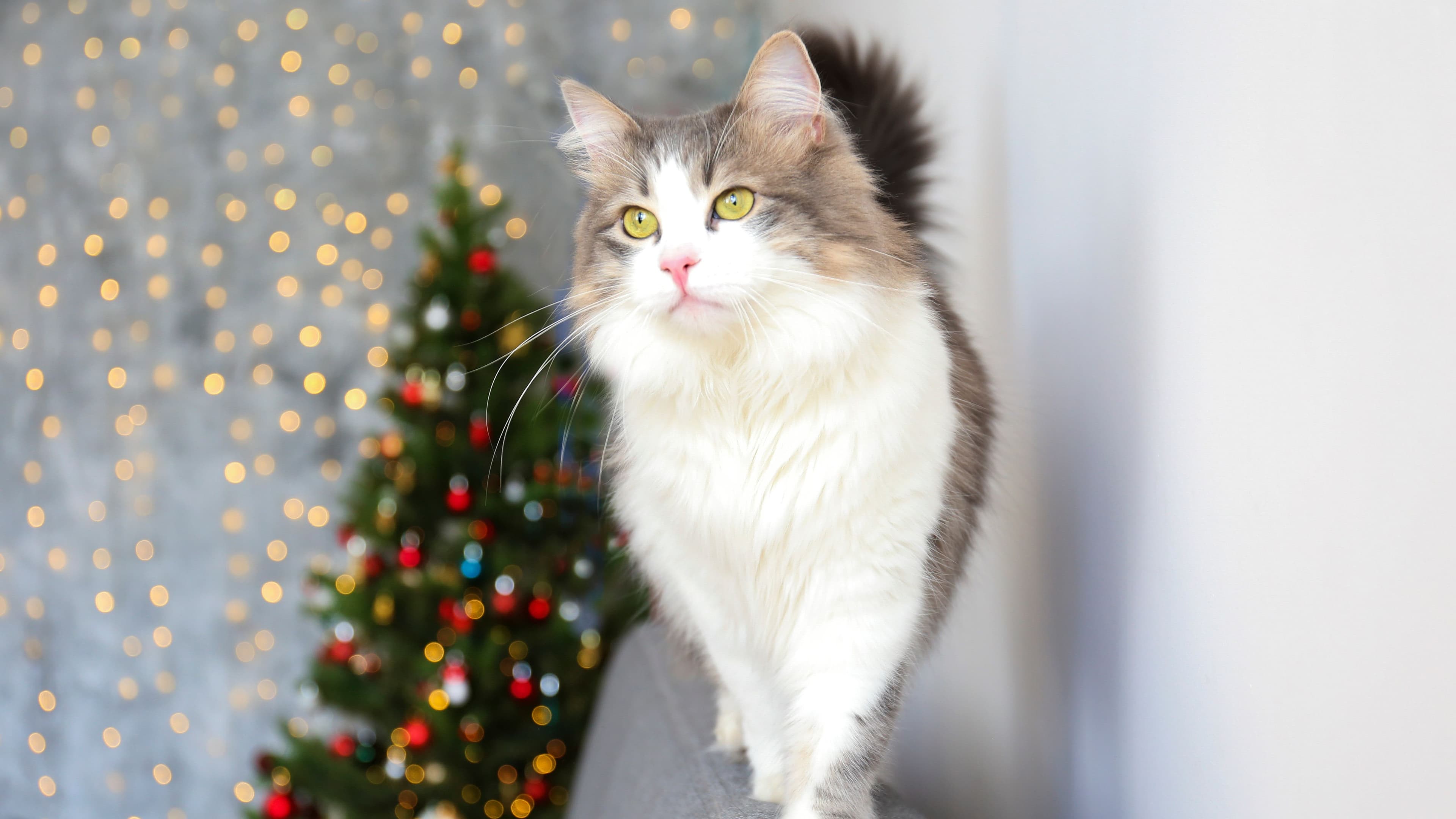 Have a Cat-friendly Christmas
