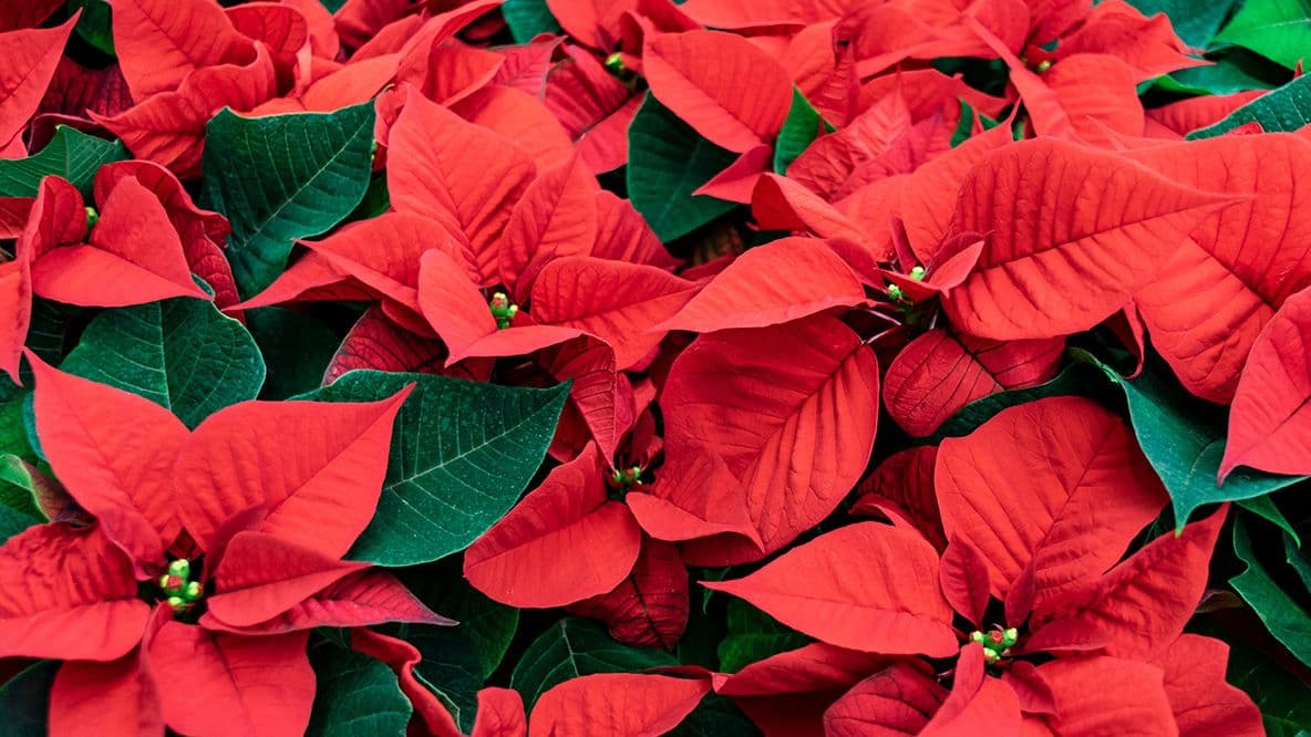 Poisonous plants found in the home at Christmas