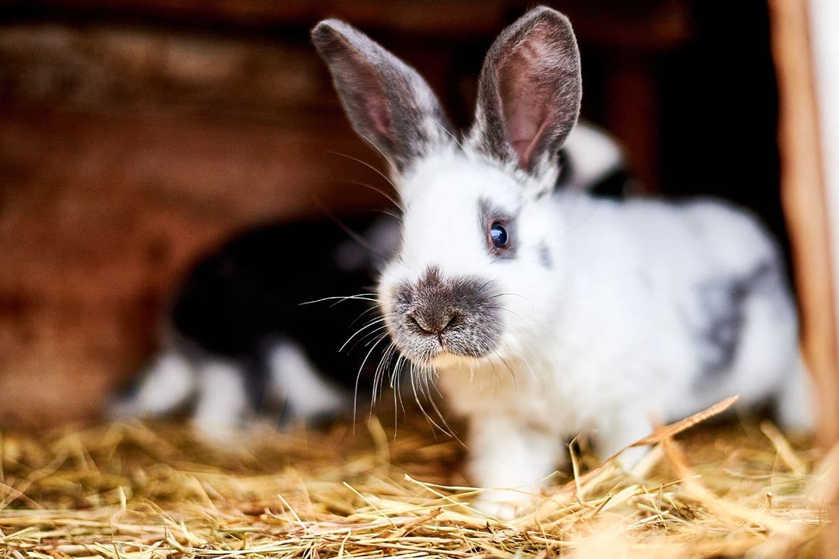Should I Vaccinate my House Rabbit?  