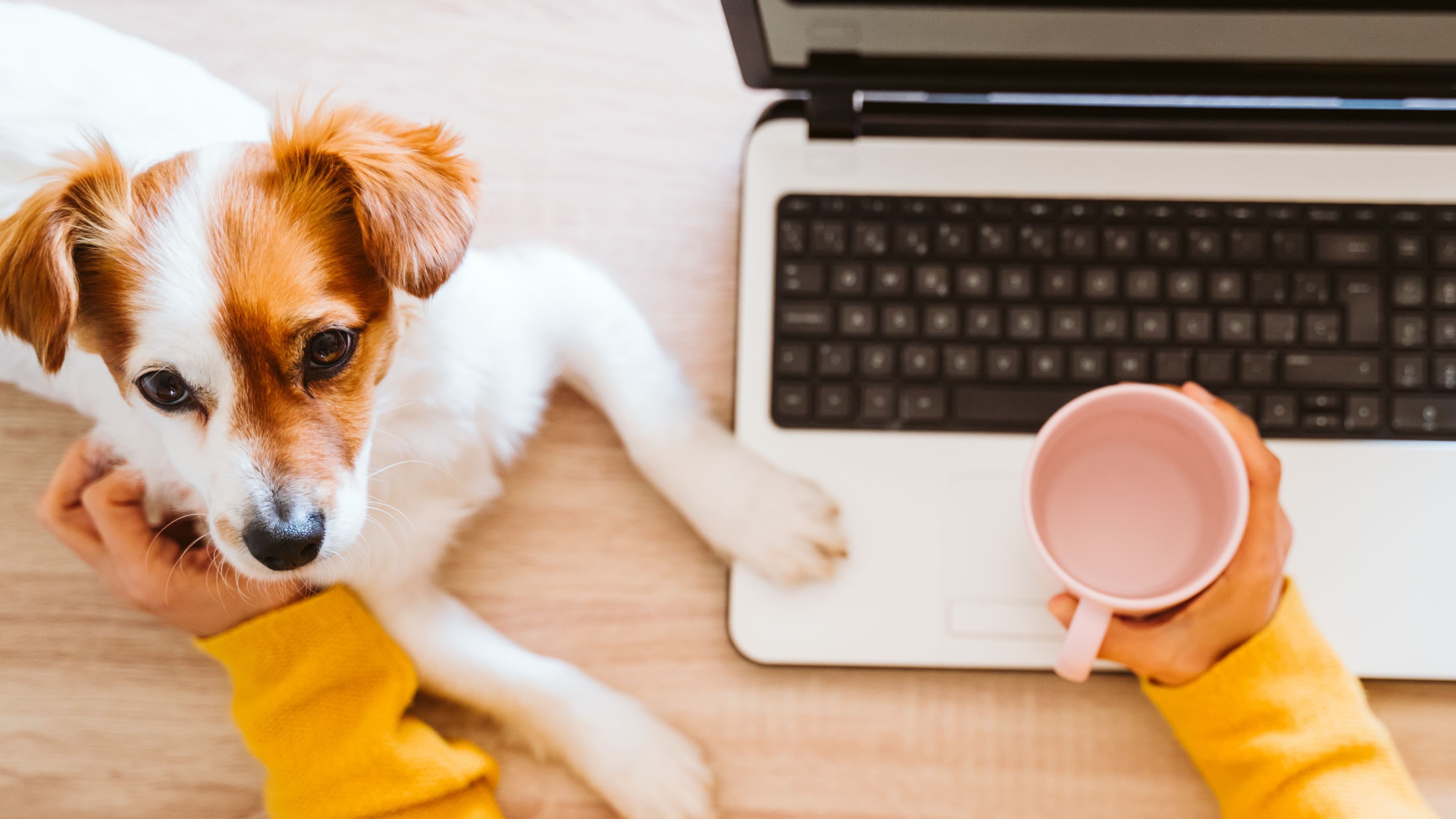 Introducing My Animal Trust, our new online customer portal