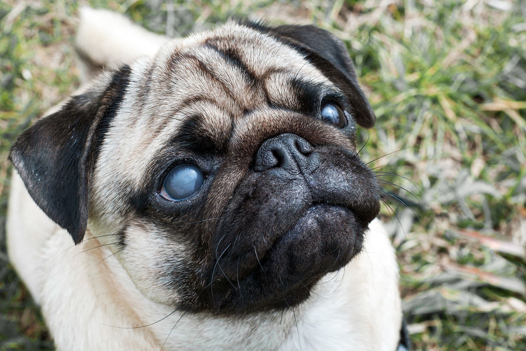 Symptom: Cloudy Eyes – Why does my pet have cloudy eyes?