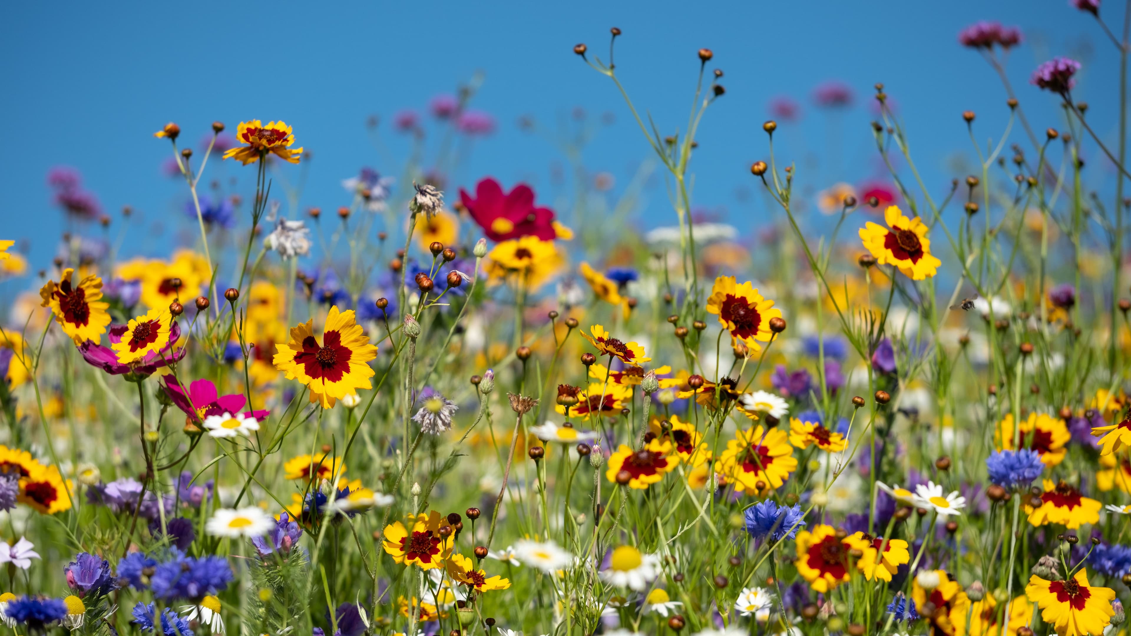 Be Pollen-Savvy