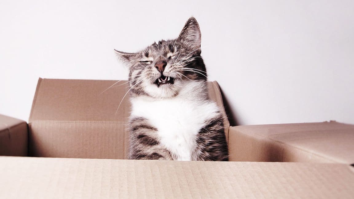 Symptom: Sneezing – Why is my pet sneezing? 