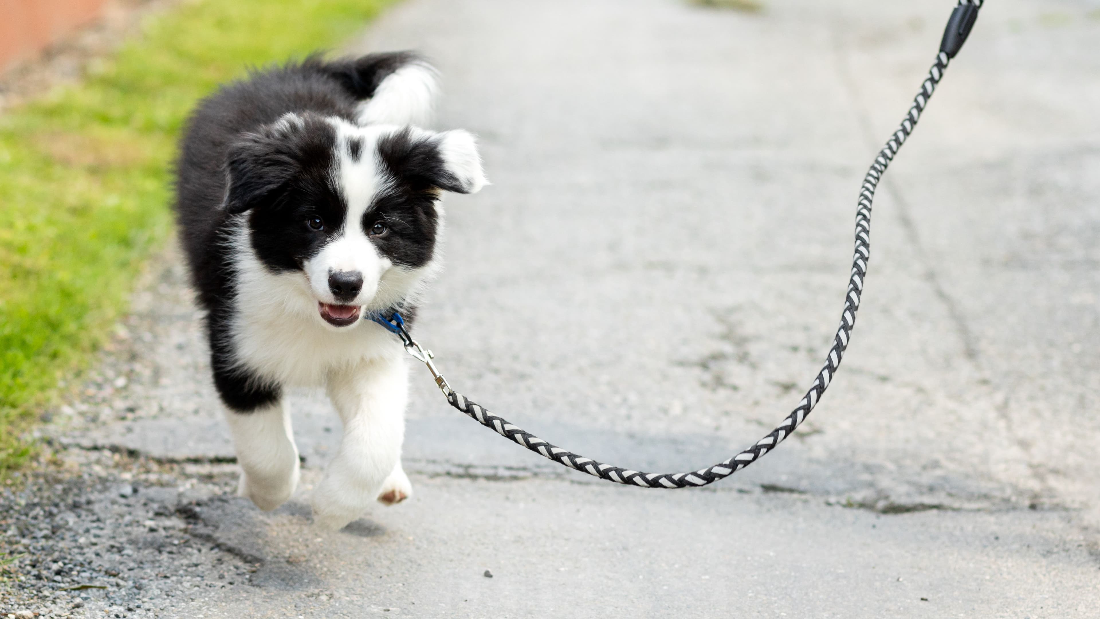 Will my dog be more at risk of urinary incontinence after neutering?