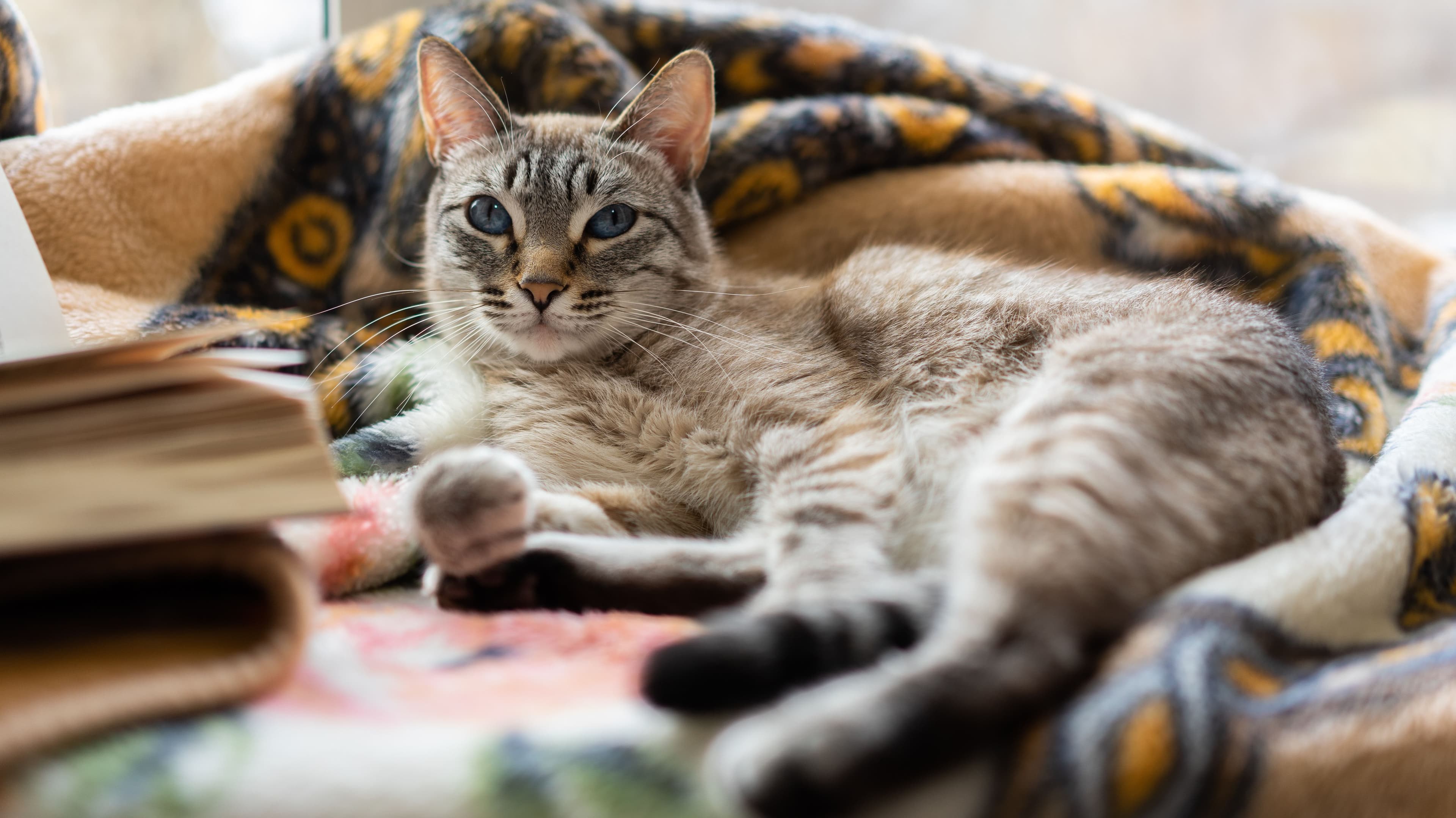 Purpose and Benefits of Microchipping your Cat 