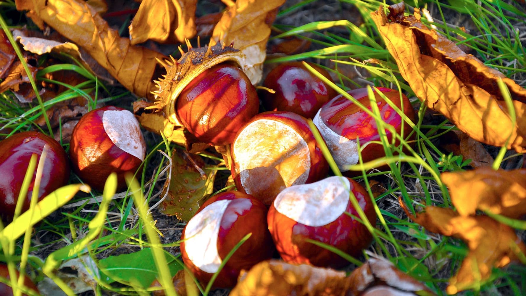 Are Acorns and Conkers Poisonous to Dogs? When They Can Be Dangerous