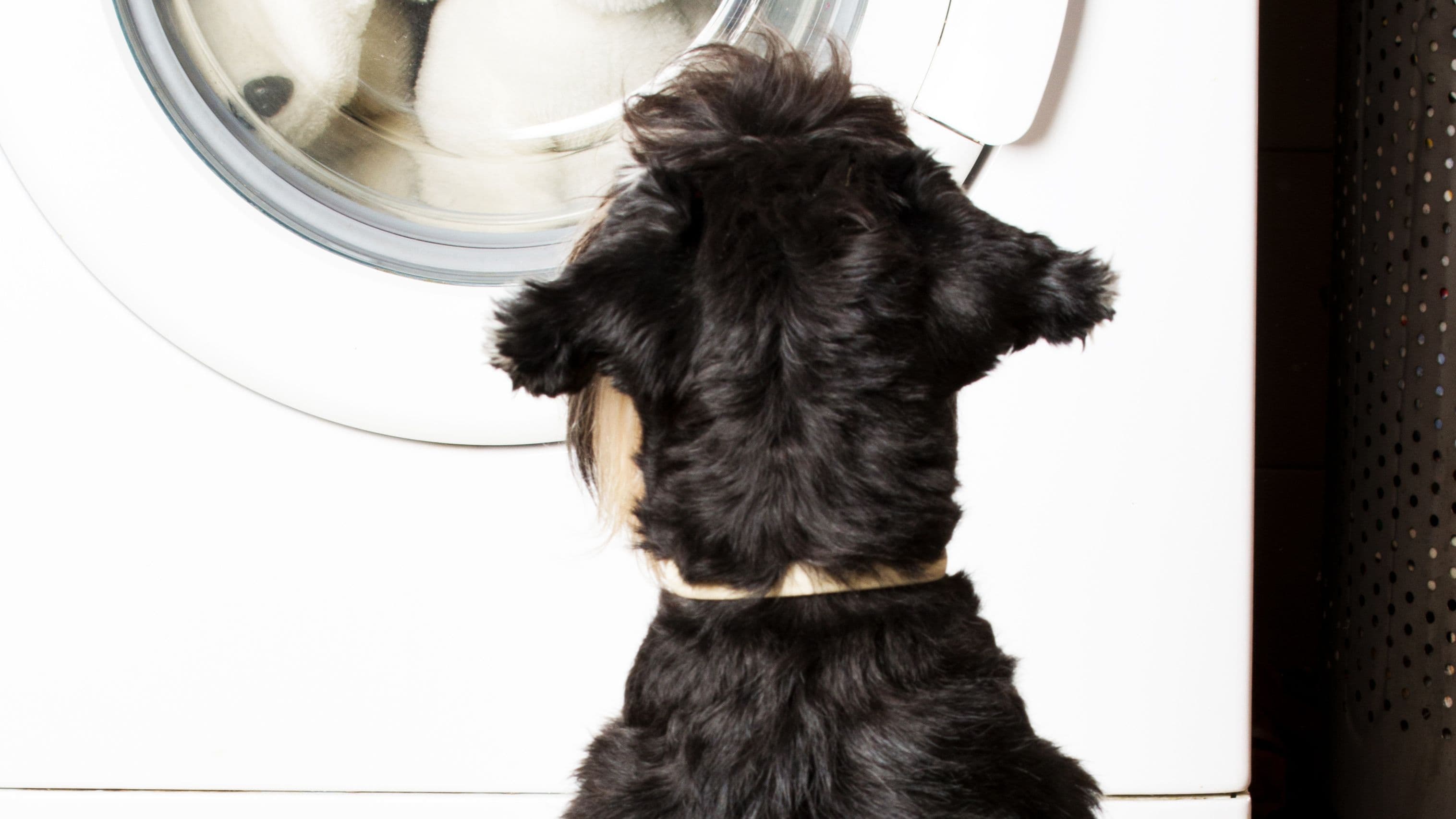 Guide to Household Products That Are Toxic to Dogs