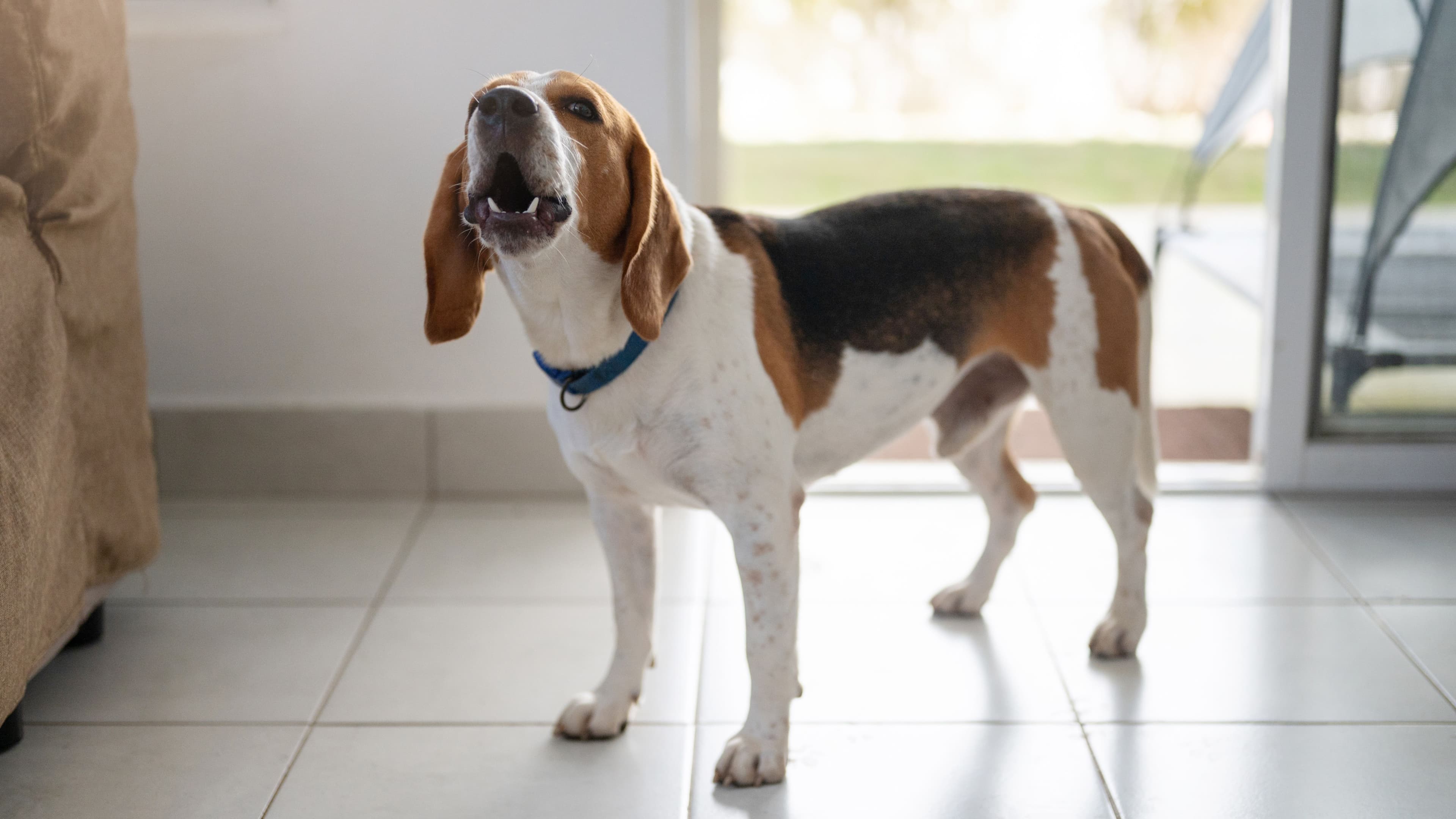 Symptom: Excessive Vocalising – Why is my pet being so vocal?