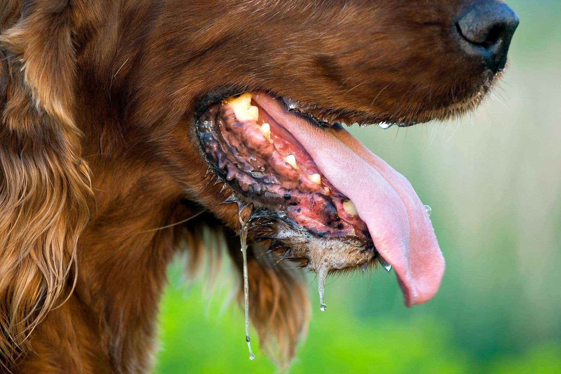 Symptom: Drooling – Why is my pet drooling?