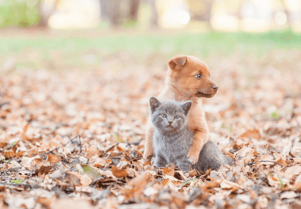 Check their paws after walking them
