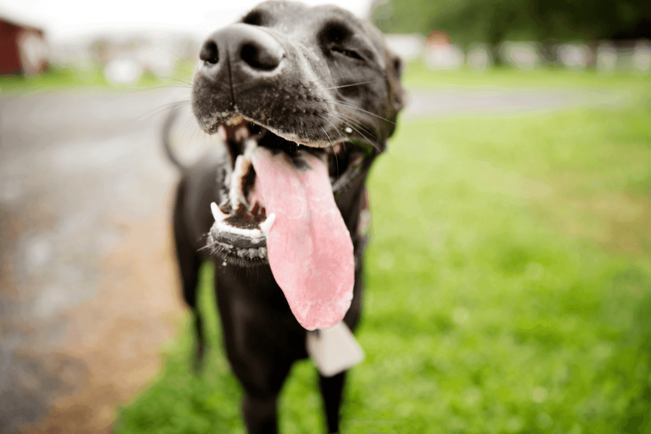 Symptom: Panting – Why is my pet panting?