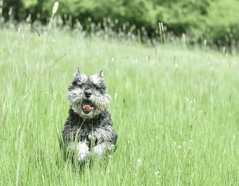 Spring and Summer Dog Allergies