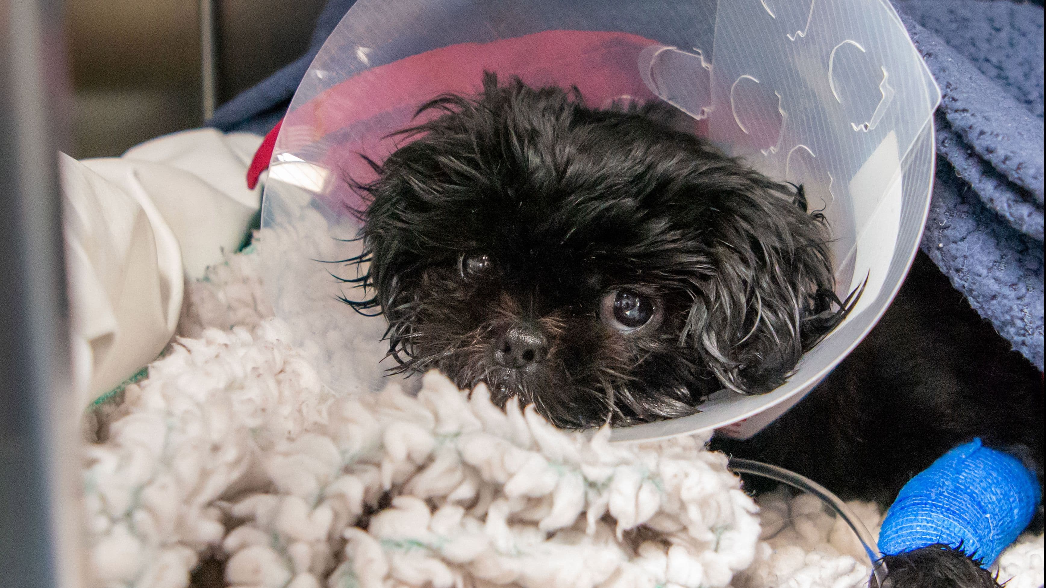 When is it a pet emergency? Signs your pet needs urgent veterinary care 