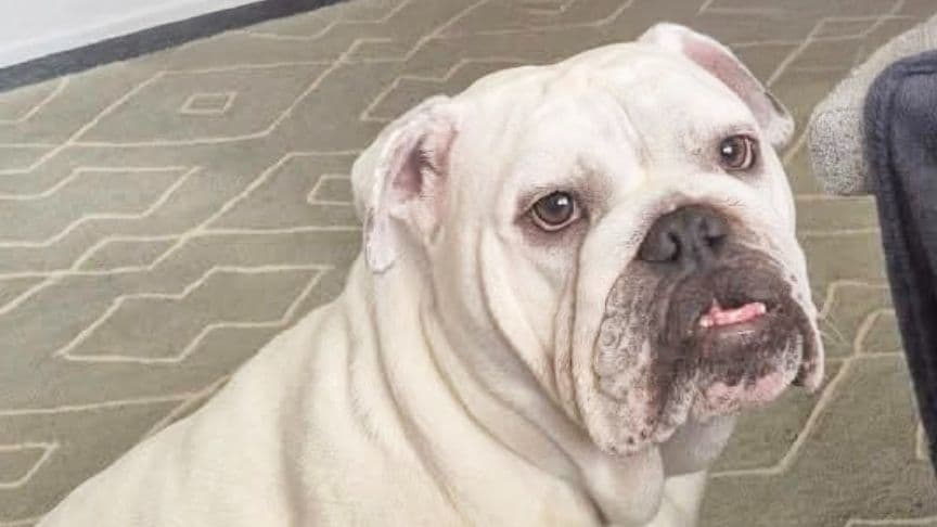 Dot the dog has surgery for screw tail removal 