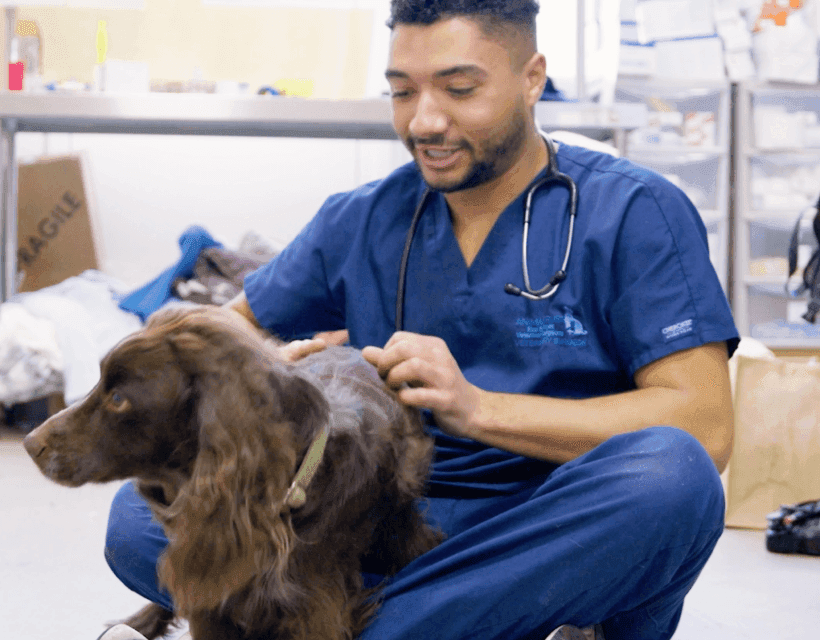Veterinary Student
