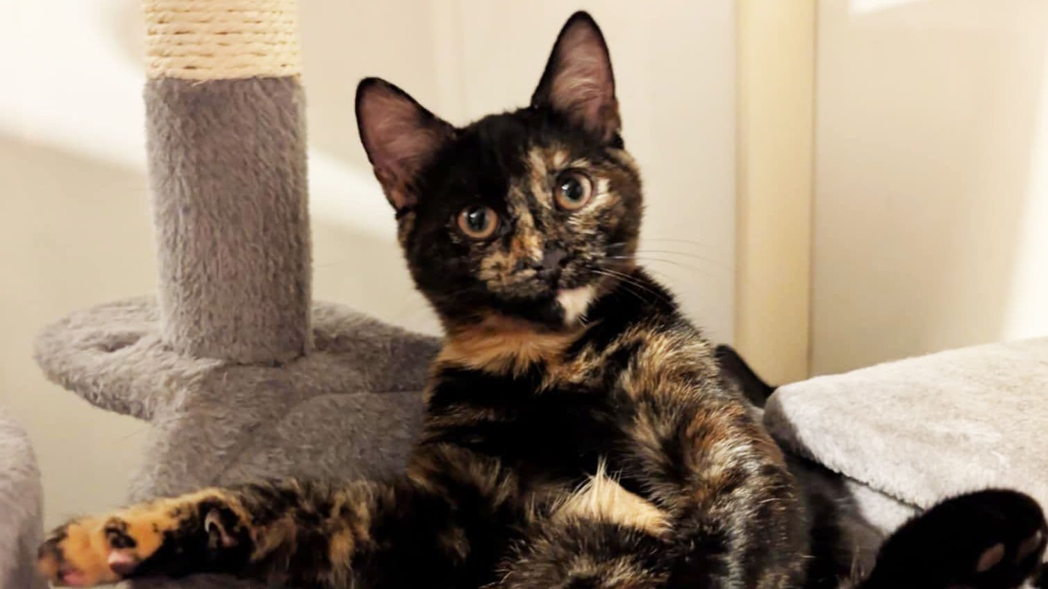 Ember: Kitten's Recovery After Swallowing a Sewing Needle