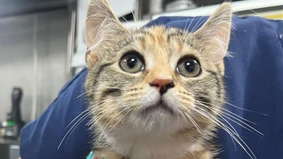 Antibiotic Guardianship at Animal Trust 