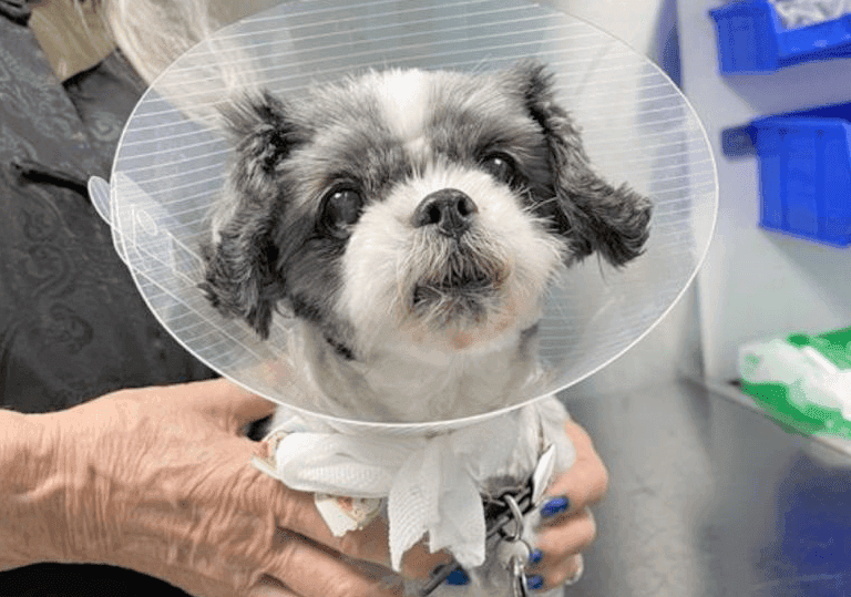 General Surgery