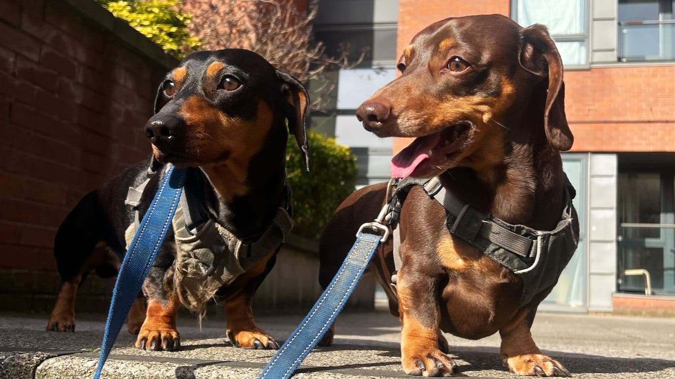 Gino the Dachshund has IVDD surgery  