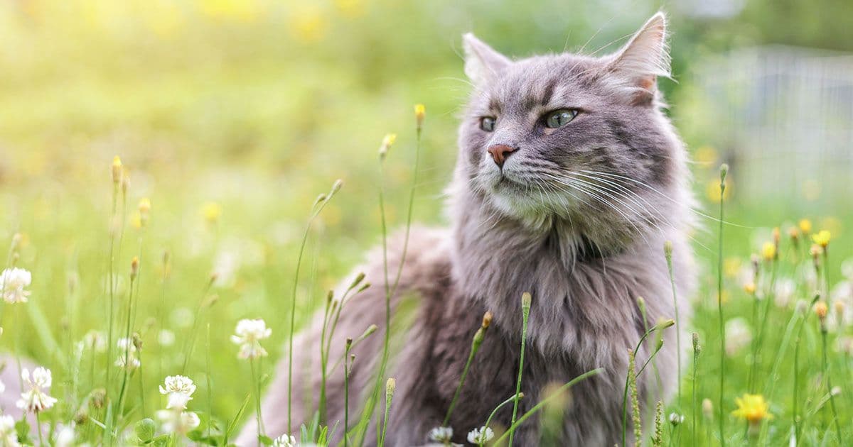 Microchipping Your Cat