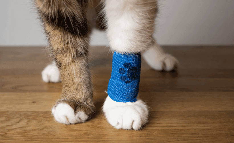 PawAssist Health Plan - A plan to significantly help with the cost of vet care