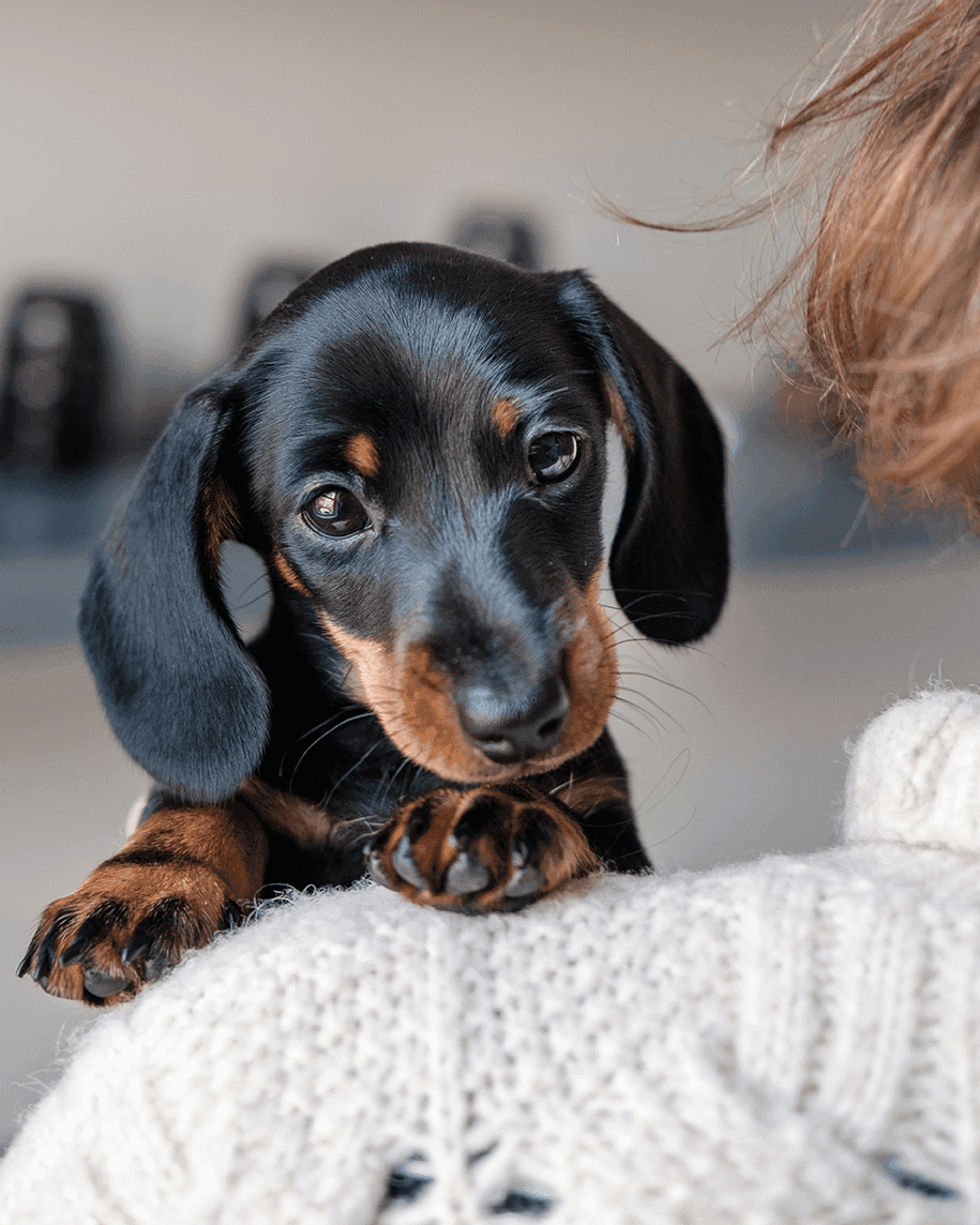 How does a pet allergy test work?