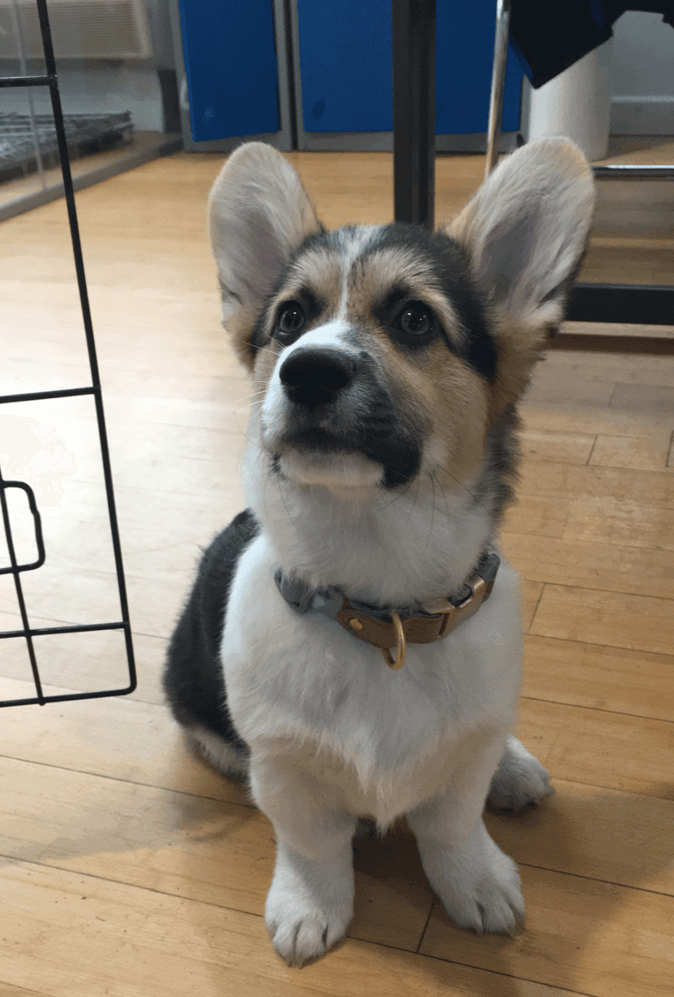 How much does a pet allergy test cost?